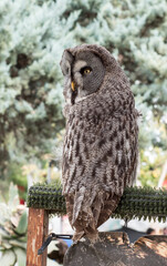 Birds of prey in a falconry exhibition