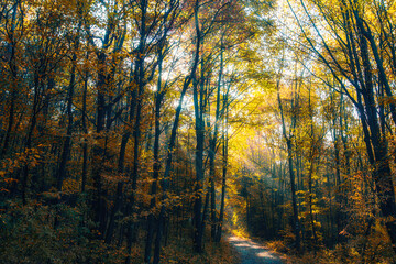 Fototapeta na wymiar colorful autumn forest in the mist