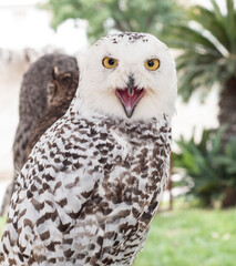 Birds of prey in a falconry exhibition