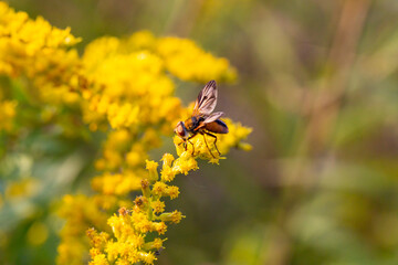 A closeup of a Brachycera perched on a yellow flower