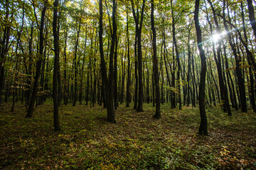 green forest in the morning