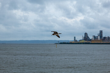 바다 위 갈매기, seagulls on the sea