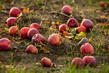 Fresh apples from the orchard. Apple harvest ready to be picked from the orchard in the Republic of...