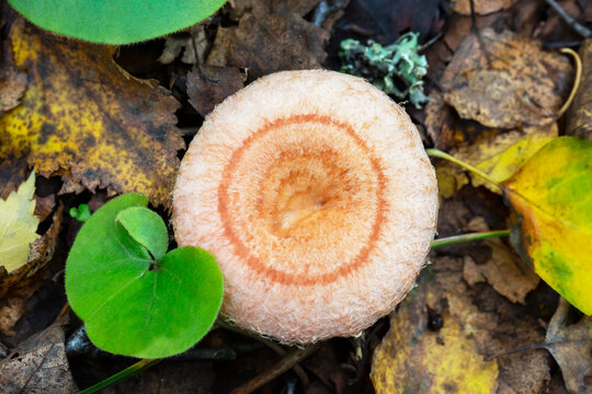 Lactarius torminosus, commonly known as the woolly milkcap or the bearded milkcap