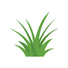 Green Grass Isolated on White Background,flowers