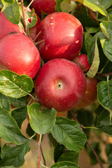 Fresh apples from the orchard. Apple harvest ready to be picked from the orchard in the Republic of Moldova.
