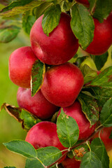 Fresh apples from the orchard. Apple harvest ready to be picked from the orchard in the Republic of Moldova.