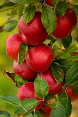 Fresh apples from the orchard. Apple harvest ready to be picked from the orchard in the Republic of Moldova.