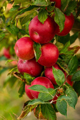 Fresh apples from the orchard. Apple harvest ready to be picked from the orchard in the Republic of Moldova.