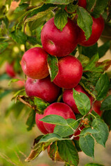 Fresh apples from the orchard. Apple harvest ready to be picked from the orchard in the Republic of Moldova.