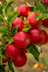 Fresh apples from the orchard. Apple harvest ready to be picked from the orchard in the Republic of Moldova.