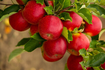Fresh apples from the orchard. Apple harvest ready to be picked from the orchard in the Republic of Moldova.