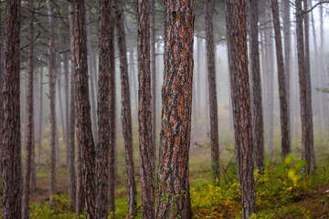 autumn forest in the mist
