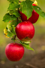 Fresh apples from the orchard. Apple harvest ready to be picked from the orchard in the Republic of Moldova.