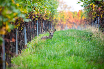 young deer in vineyards rows