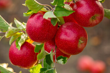 Fresh apples from the orchard. Apple harvest ready to be picked from the orchard in the Republic of Moldova.