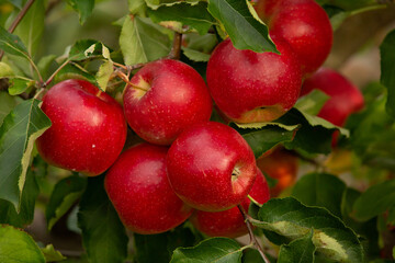 Fresh apples from the orchard. Apple harvest ready to be picked from the orchard in the Republic of Moldova.
