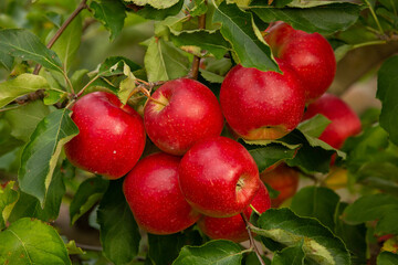 Fresh apples from the orchard. Apple harvest ready to be picked from the orchard in the Republic of Moldova.