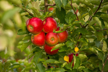 Obraz premium Fresh apples from the orchard. Apple harvest ready to be picked from the orchard in the Republic of Moldova.