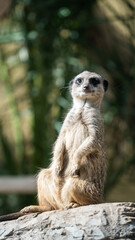 Fototapeta premium Amazing photography from the austrian nature with wildlife animals, nature, landscape and high end car photos