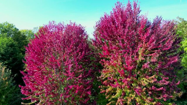 Red and pink leaves on two trees drone crane up shot