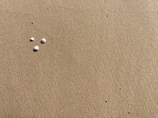 seashells on the sand of the north sea beach