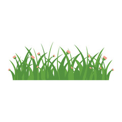 Fototapeta premium Green Grass Isolated on White Background,flowers