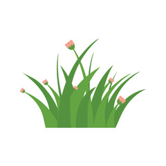 Green Grass Isolated on White Background,flowers