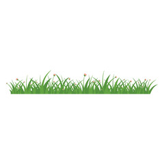 Fototapeta premium Green Grass Isolated on White Background,flowers