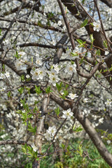 上品蓮台寺の桜