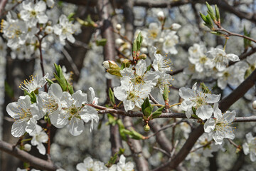 上品蓮台寺の桜