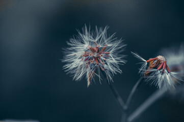 Fototapeta premium White flower