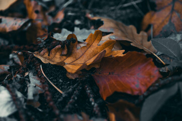brown leaf at autumn