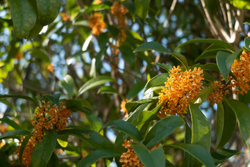 秋の公園でキンモクセイの香りに誘われて
