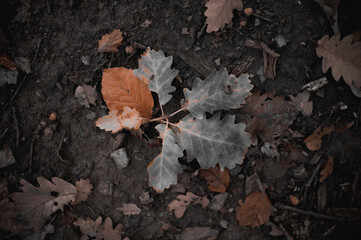 Leaf at autumn