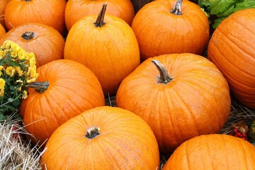 Colourful organic pumpkins and gourds on agricultural fair. Harvesting autumn time concept. Garden fall natural plant. Thanksgiving halloween decor. Festive farm rural background. Vegetarian food.
