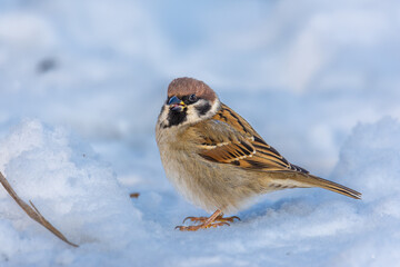 Close up of the Eurasian tree sparrow (Passer montanus) on snow, in winter