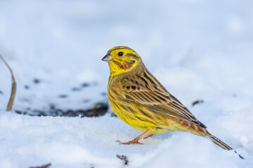 Close up of the yellowhammer (Emberiza citrinella) on snow, in winter