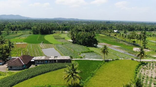Farmland buildings and paddy fields of rice crop in Bali, aerial view