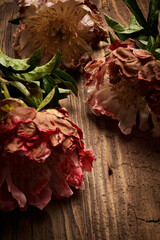 Peony flowers over aged wooden background