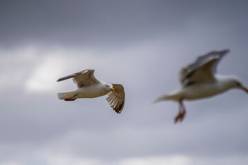 Möwe im Flug vor Wolken