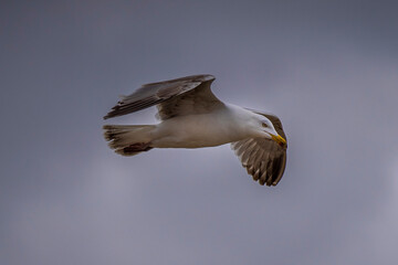 Möwe im Flug vor Wolken