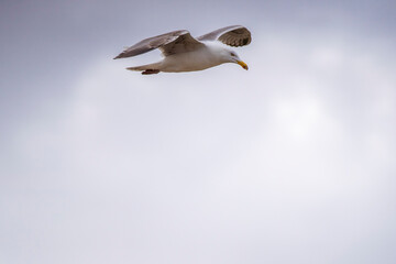 Möwe im Flug vor Wolken