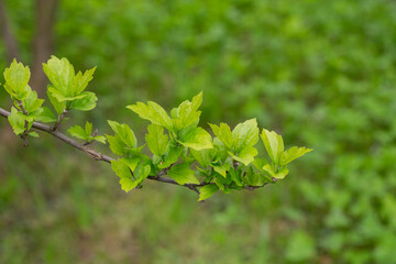 Nature of green leaf in garden at summer. Natural green leaves plants using as spring background cover page environment ecology