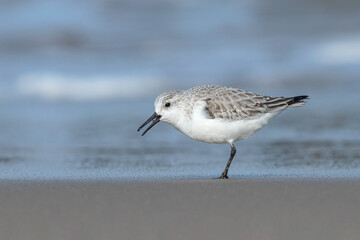 Sanderling