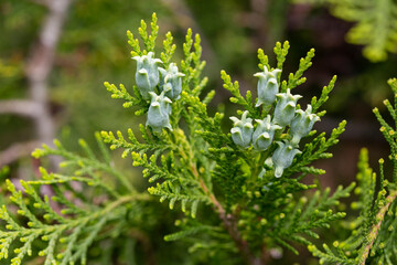 Amazing blue seeds of thuja tree Platycladus orientalis . Platycladus orientalis also known as...