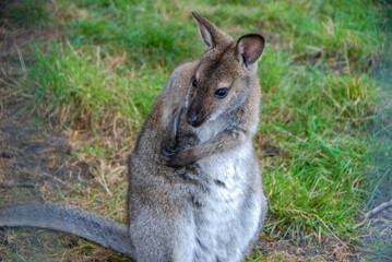 Naklejka na ściany i meble kangaroo in the grass