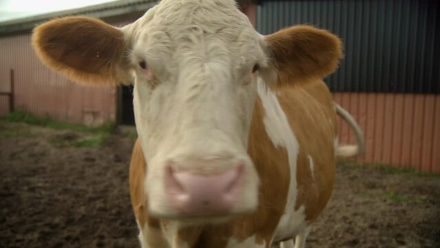 Cute Herford cow standing in front of a farm. Close Up. 4k.