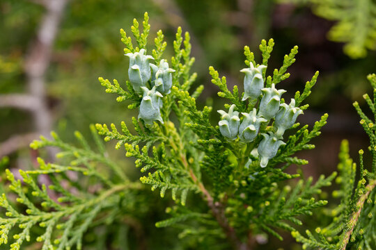 thuja hecke höhe Lebensbaum Thuja occidentalis Smaragd 120-140 cm Höhe Ballenware main image 1