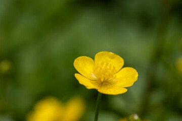 selective focus: Yellow Buttercup growing in forests and high mountains in spring. The buttercup, which has a wonderful appearance